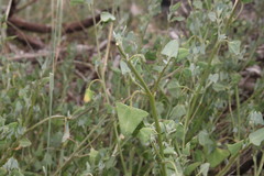 Chenopodium trigonon stellulatum