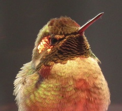 Calypte anna