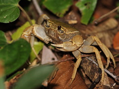 Terrapotamon phaibuli