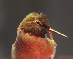 Calypte anna