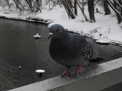 Columba livia domestica