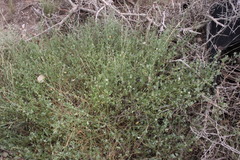 Chenopodium trigonon stellulatum