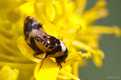 Anthrenus pimpinellae