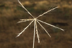 Enteropogon acicularis