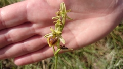 Ophrys sphegodes aesculapii