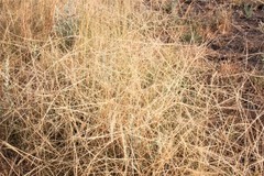 Enteropogon acicularis