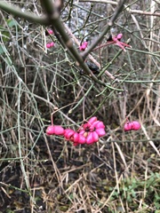 Euonymus europaeus