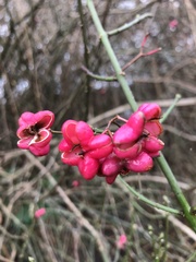 Euonymus europaeus