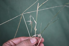 Enteropogon ramosus