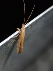 Limnephilus vittatus