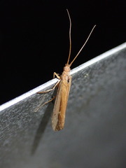 Limnephilus vittatus