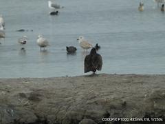 Larus glaucoides