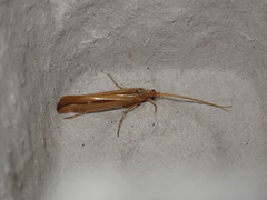 Limnephilus vittatus