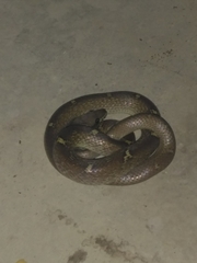 Lycodon anamallensis