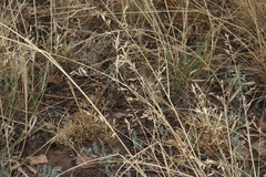 Eragrostis alveiformis