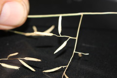 Eragrostis alveiformis