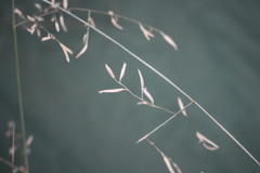 Eragrostis alveiformis