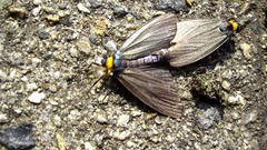 Macrobrochis staudingeri