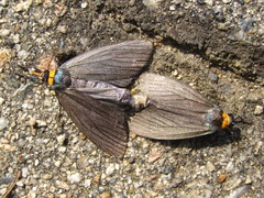 Macrobrochis staudingeri