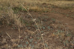 Eragrostis alveiformis