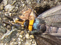 Macrobrochis staudingeri