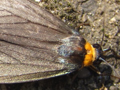 Macrobrochis staudingeri