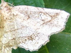 Pangrapta flavomacula