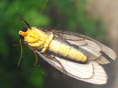 Macrobrochis staudingeri