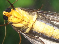 Macrobrochis staudingeri