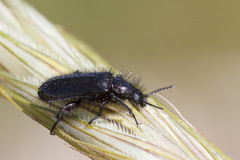 Enicopus ater