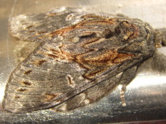 Peridea lativitta