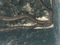 Lycodon anamallensis