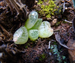 Bulbine mesembryanthemoides