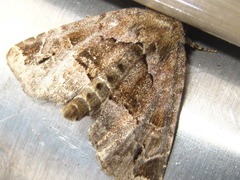 Niphonyx segregata