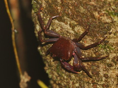 Phricotelphusa aedes