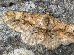 Satoblephara parvularia