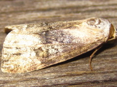 Bryophilina mollicula