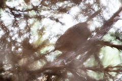 Spelaeornis troglodytoides