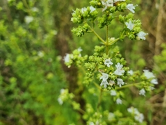 Origanum onites