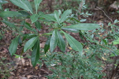 Planchonella chartacea