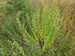 Origanum onites