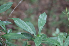 Planchonella chartacea