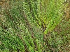 Origanum onites