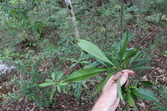 Planchonella chartacea