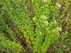 Origanum onites