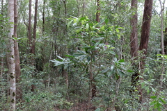 Planchonella chartacea