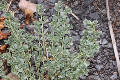 Euphorbia dallachyana
