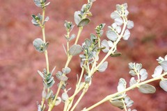Euphorbia dallachyana