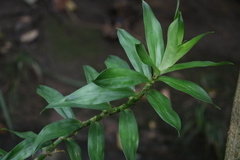 Freycinetia scandens