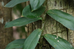 Freycinetia scandens